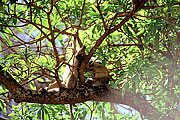 Picture 'KT1_33_28 Monkey, Vervet Monkey, Tanzania, Ngorongoro'